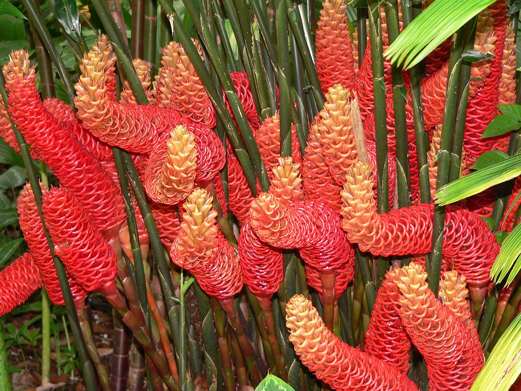 106 Cairns Botanic Gardens.jpg